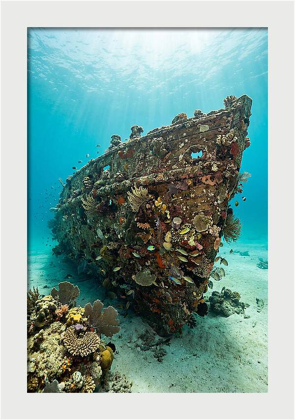 Shipwreck Covered In Coral