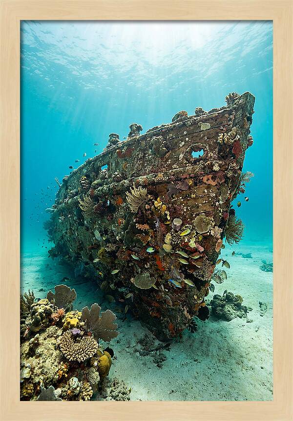 Shipwreck Covered In Coral