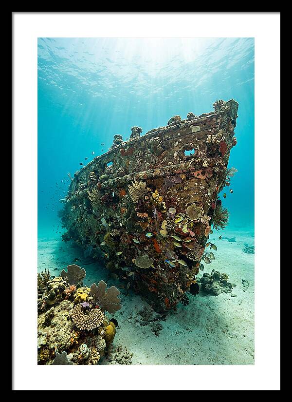 Shipwreck Covered In Coral