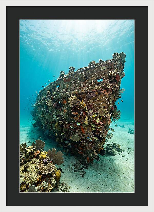 Shipwreck Covered In Coral