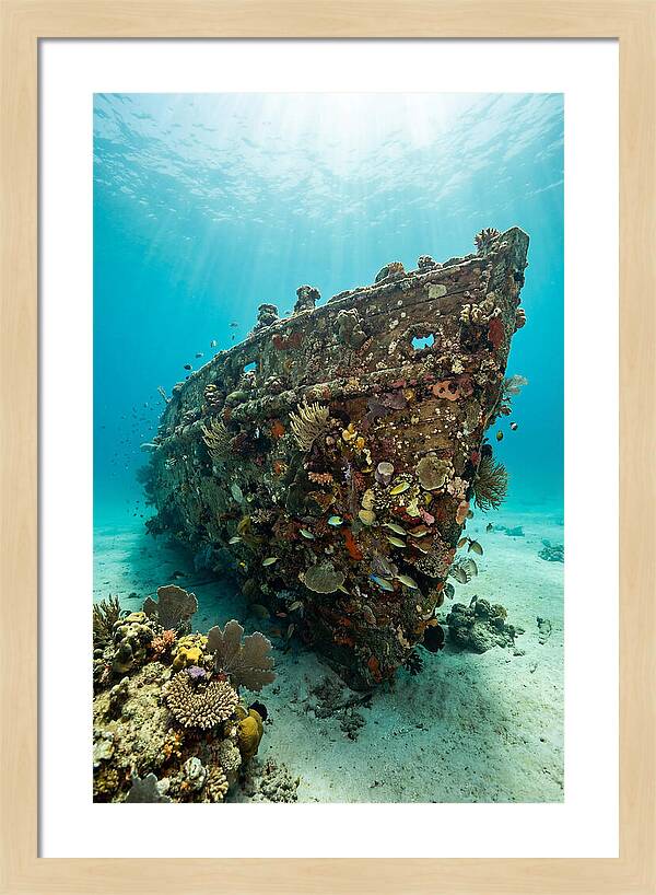 Shipwreck Covered In Coral