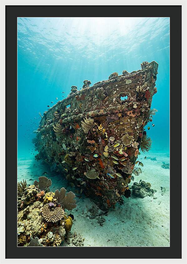 Shipwreck Covered In Coral