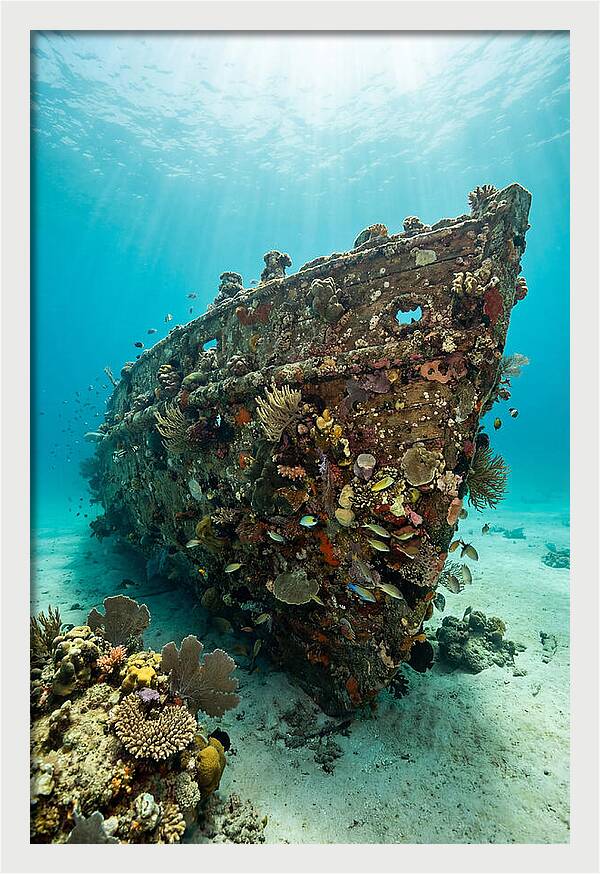 Shipwreck Covered In Coral