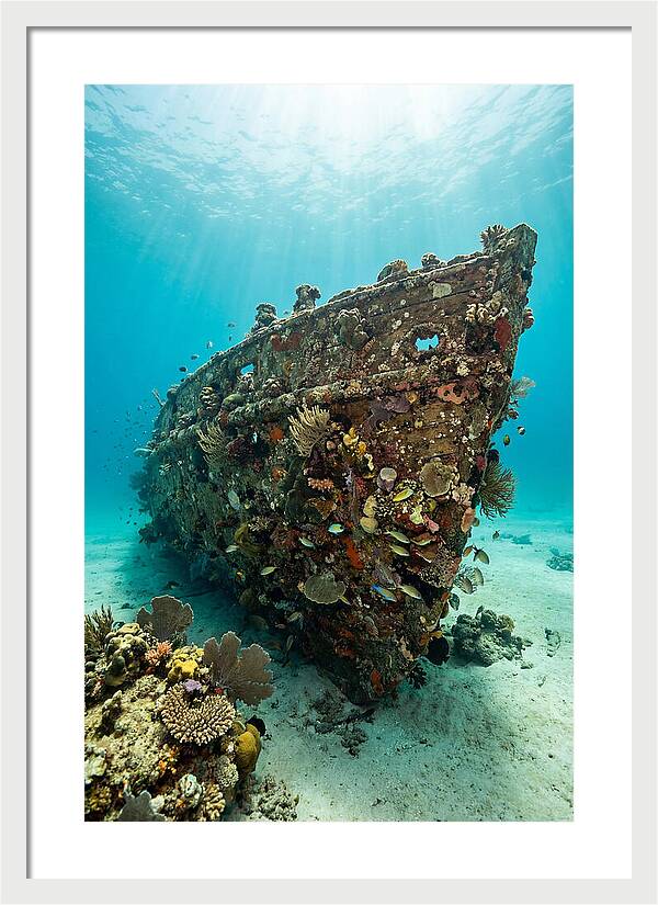 Shipwreck Covered In Coral