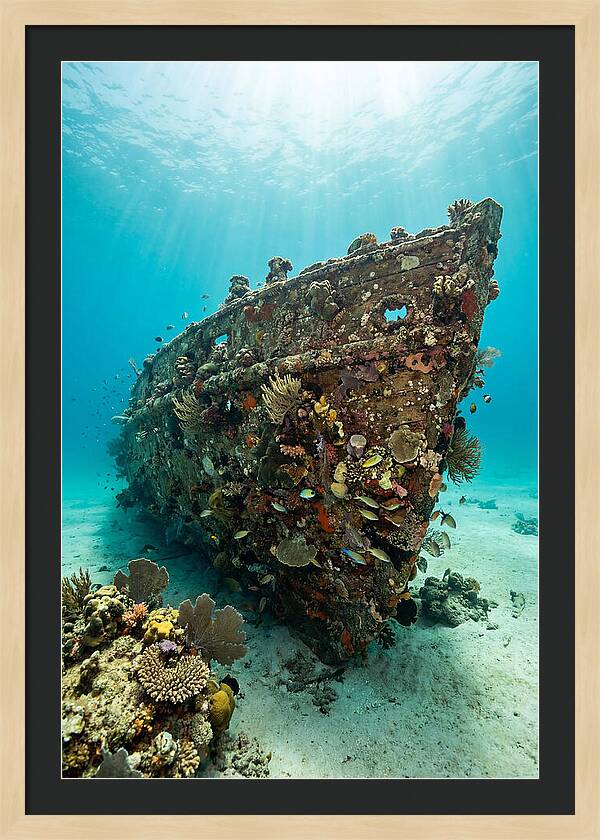 Shipwreck Covered In Coral