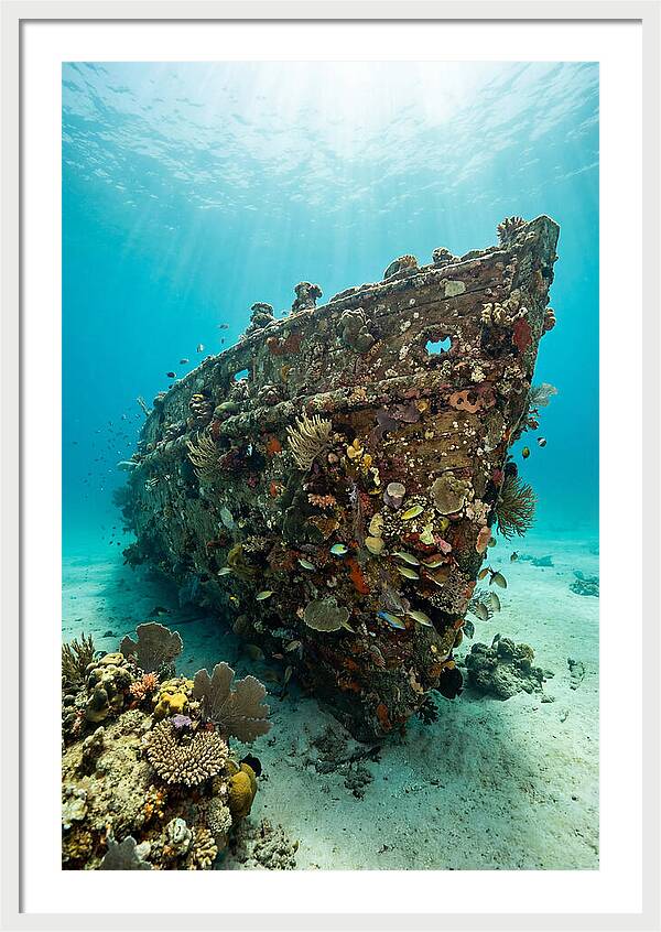 Shipwreck Covered In Coral