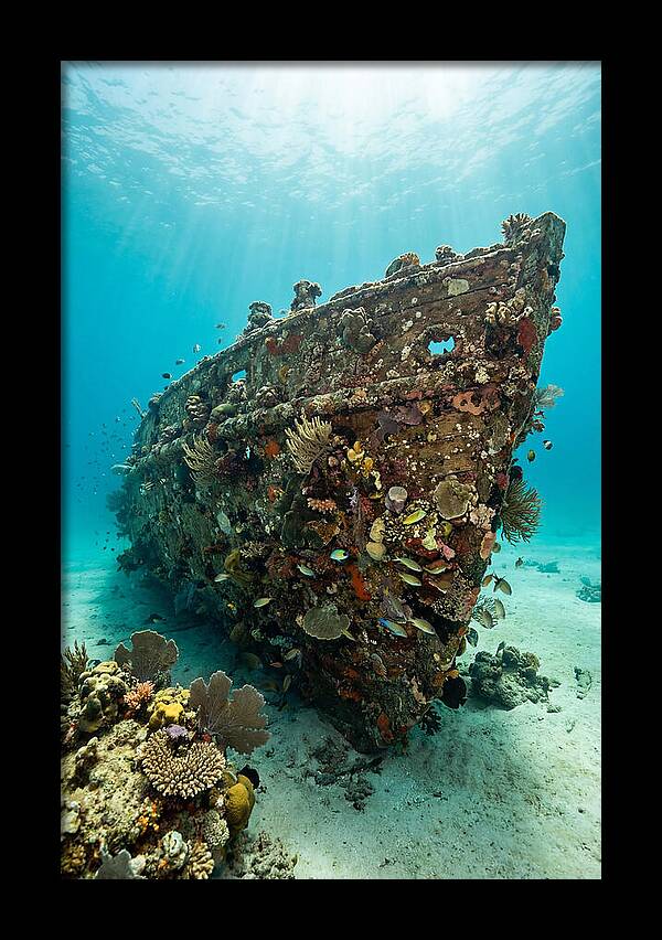 Shipwreck Covered In Coral