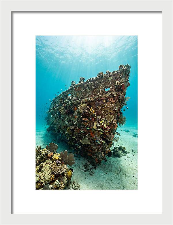 Shipwreck Covered In Coral