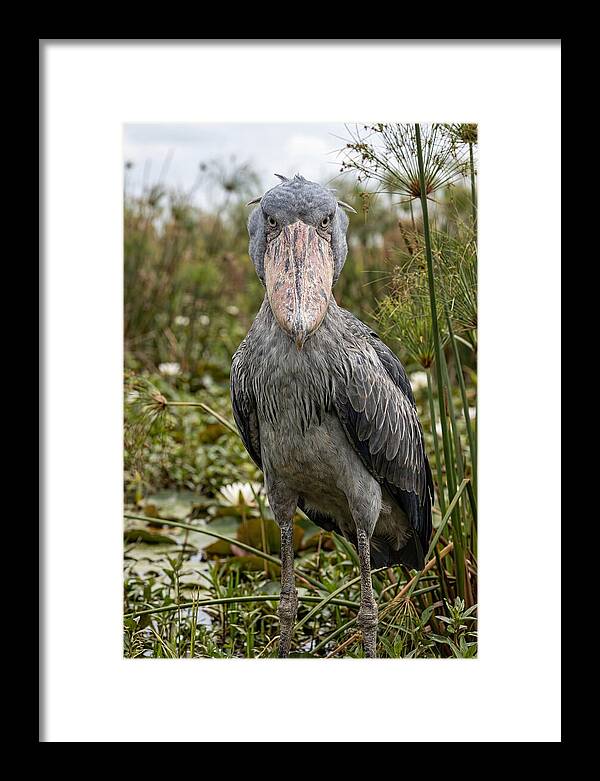 Shoebills Intense Gaze