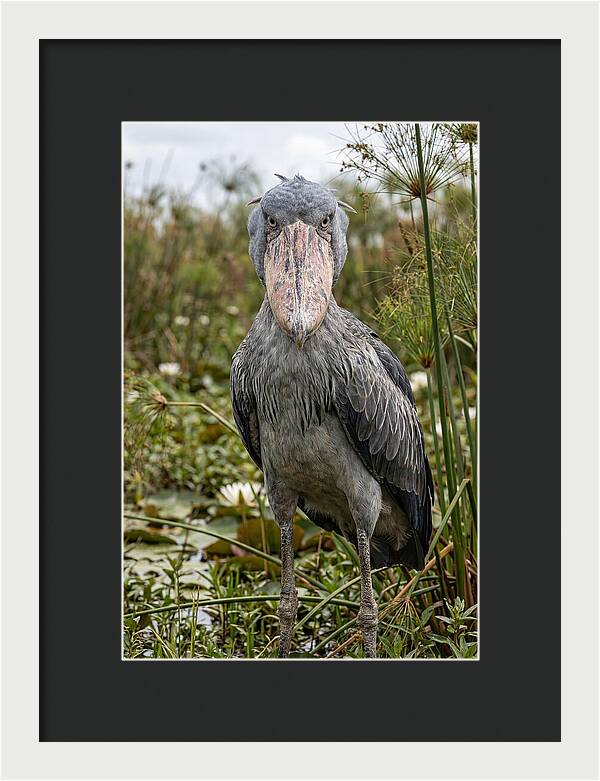 Shoebills Intense Gaze