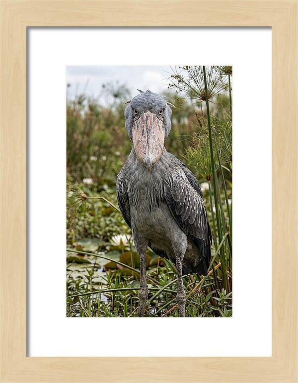 Shoebills Intense Gaze