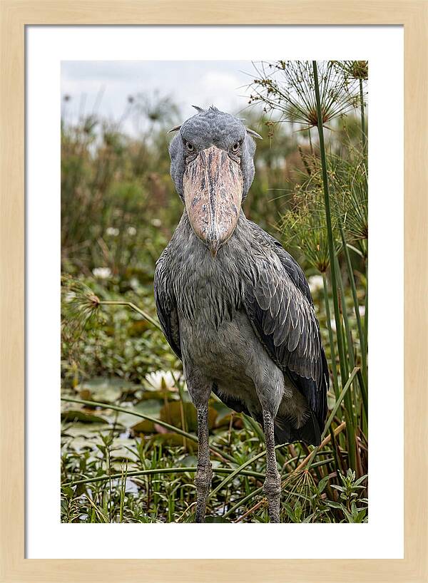 Shoebills Intense Gaze
