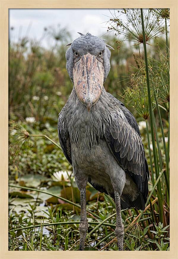 Shoebills Intense Gaze