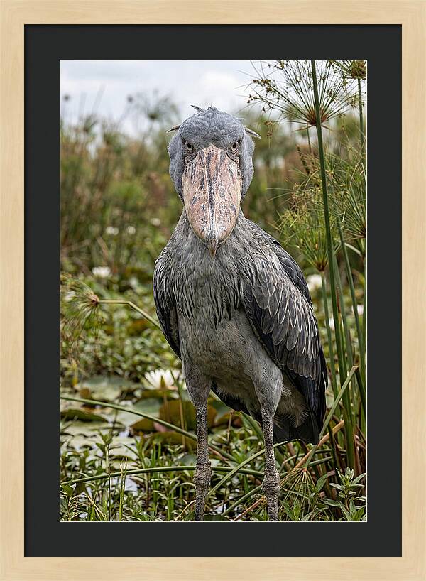 Shoebills Intense Gaze