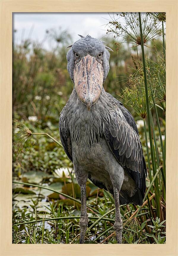 Shoebills Intense Gaze