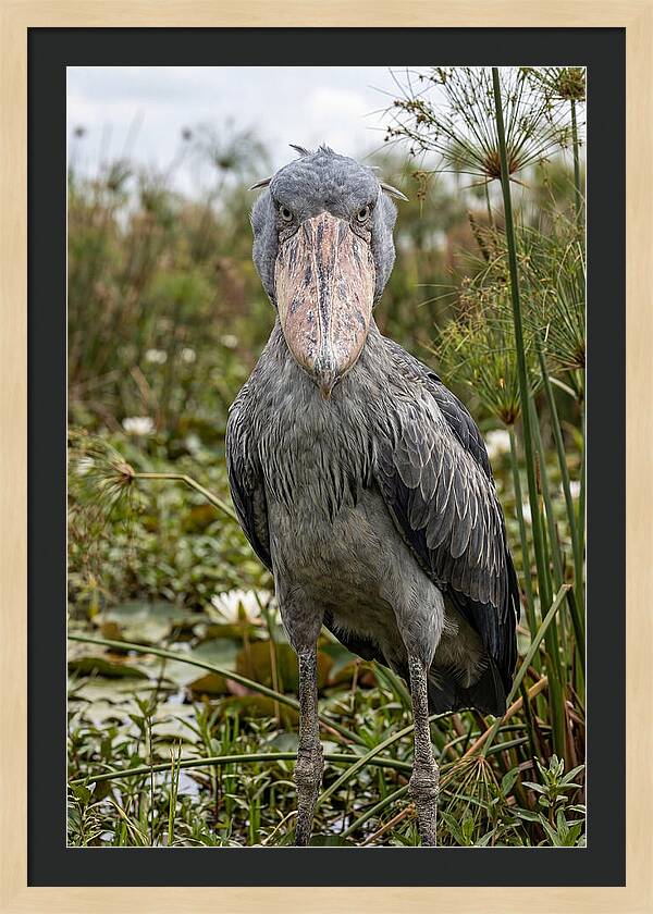 Shoebills Intense Gaze
