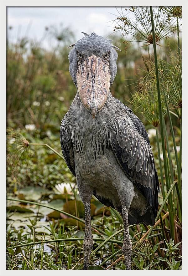 Shoebills Intense Gaze