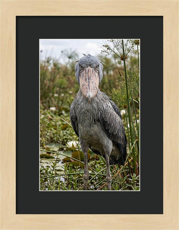 Shoebills Intense Gaze