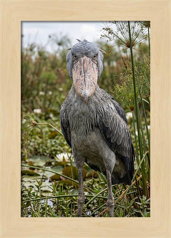 Shoebills Intense Gaze