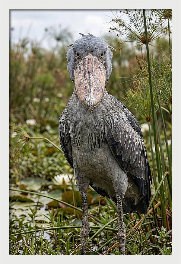 Shoebills Intense Gaze