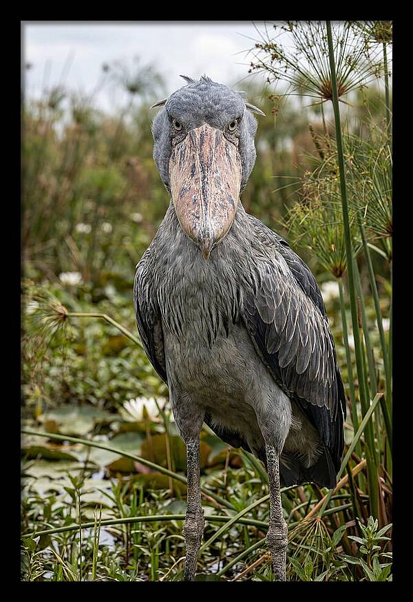 Shoebills Intense Gaze