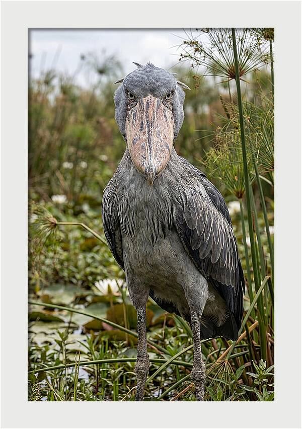 Shoebills Intense Gaze