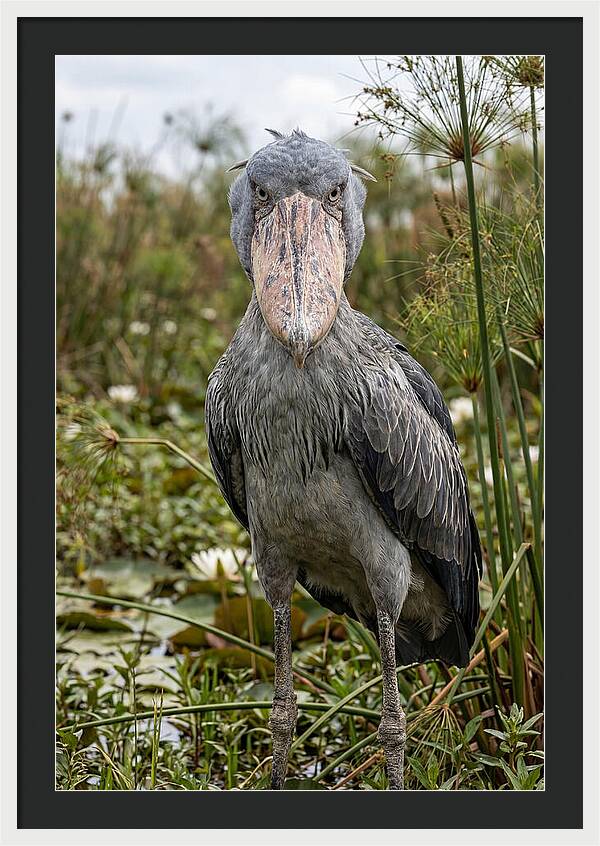 Shoebills Intense Gaze