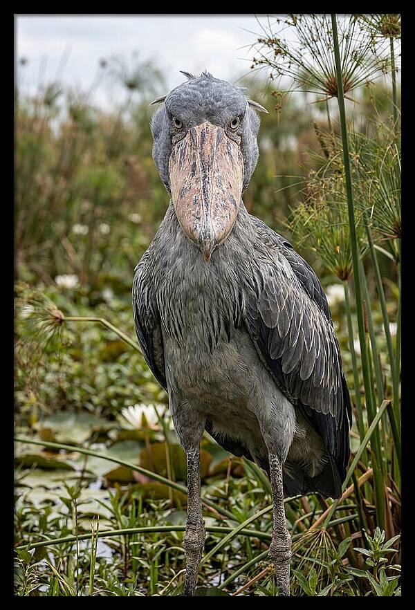 Shoebills Intense Gaze