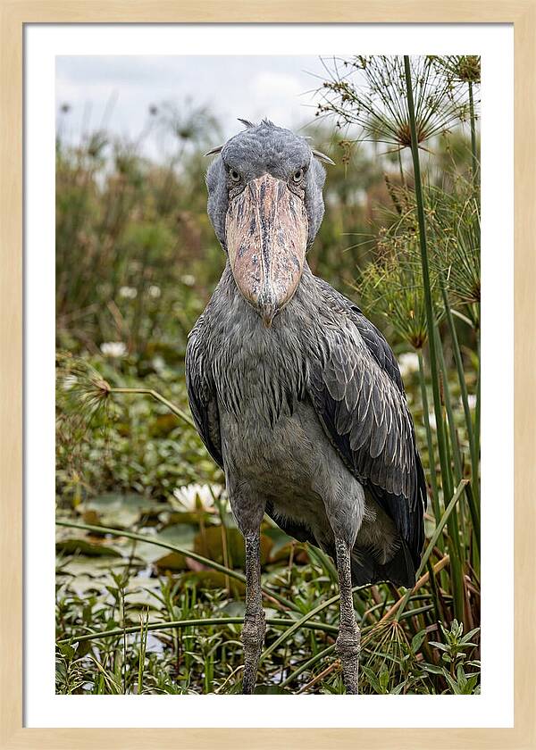 Shoebills Intense Gaze