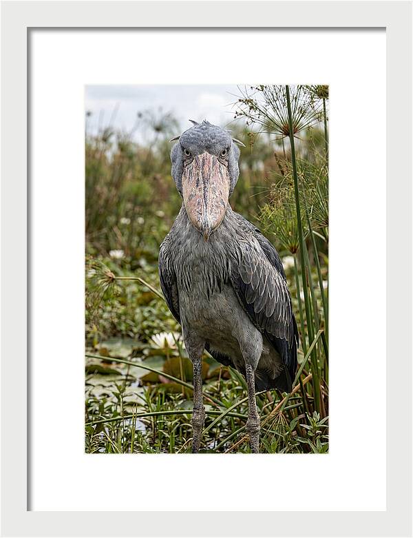 Shoebills Intense Gaze