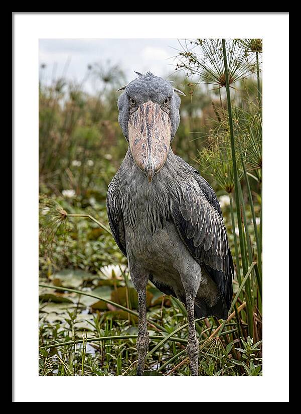 Shoebills Intense Gaze