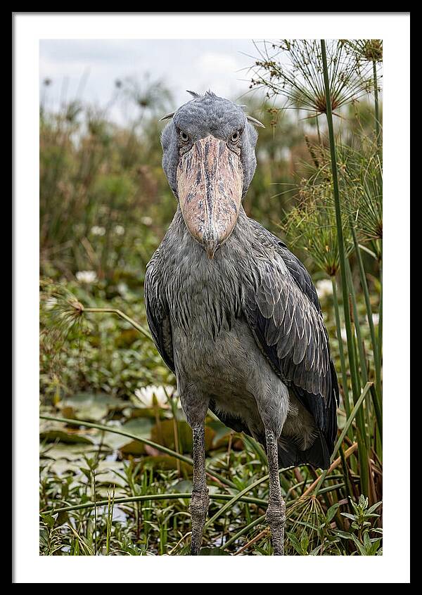 Shoebills Intense Gaze