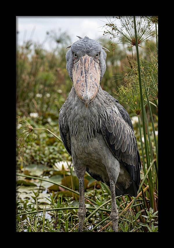 Shoebills Intense Gaze