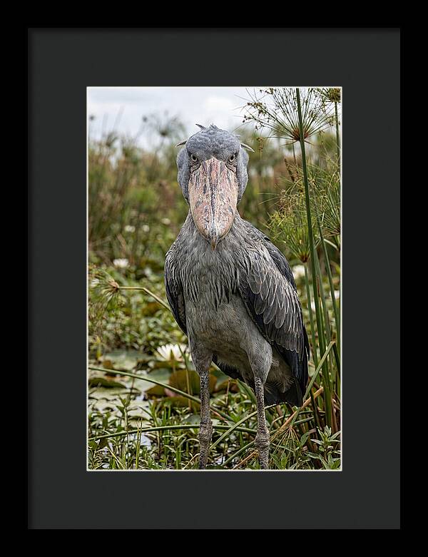 Shoebills Intense Gaze