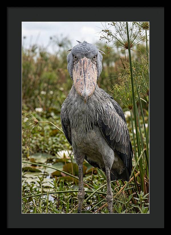 Shoebills Intense Gaze