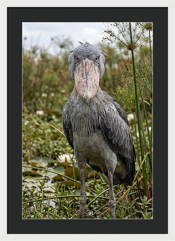 Shoebills Intense Gaze