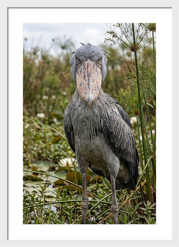 Shoebills Intense Gaze