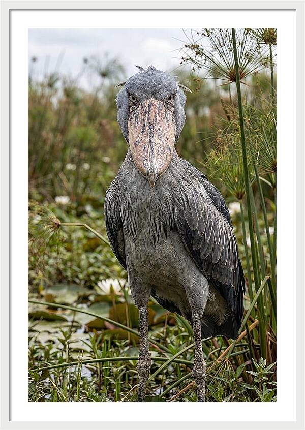 Shoebills Intense Gaze