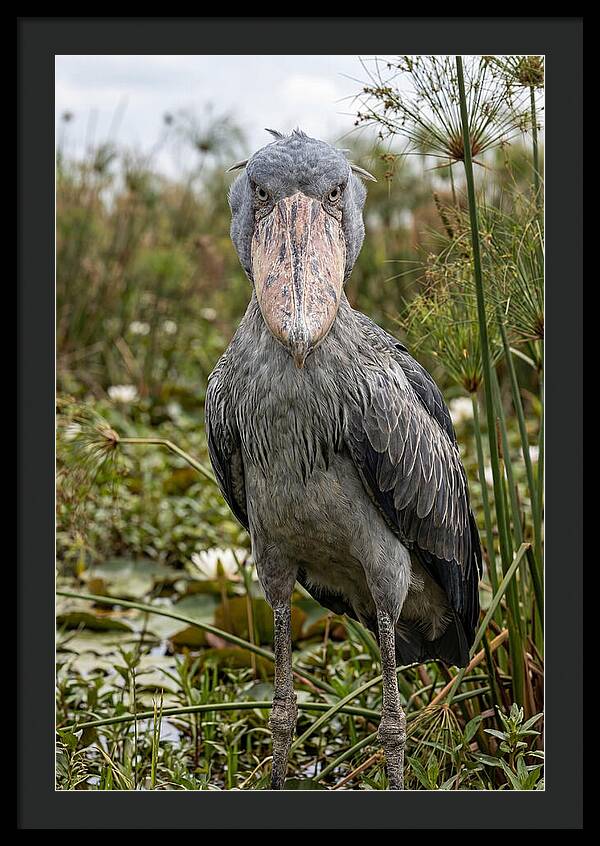 Shoebills Intense Gaze