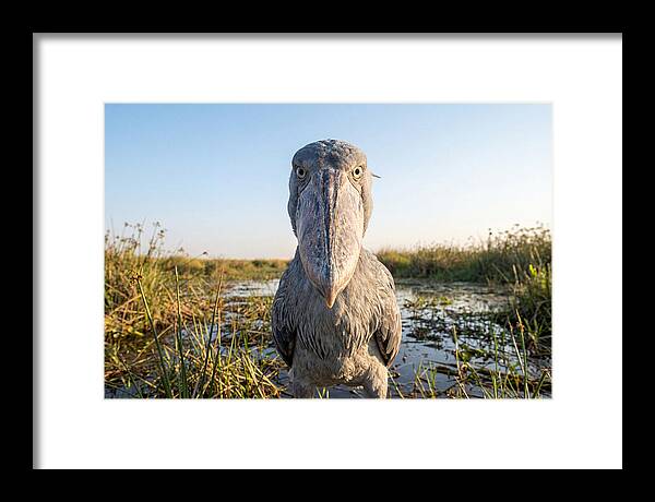 Shoebills Intense Stare