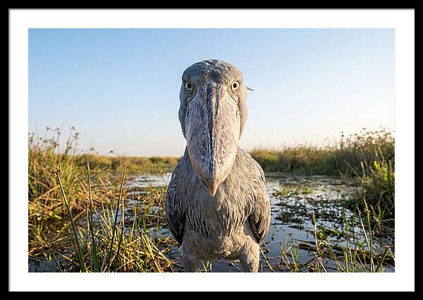 Shoebills Intense Stare