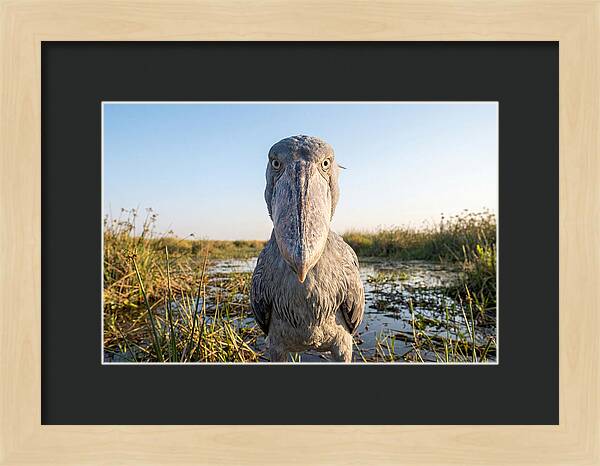 Shoebills Intense Stare