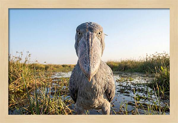 Shoebills Intense Stare