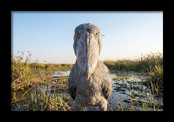 Shoebills Intense Stare