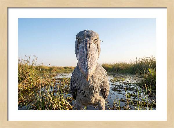 Shoebills Intense Stare