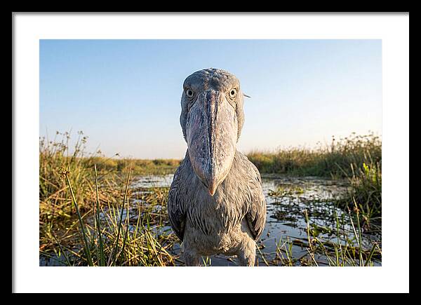 Shoebills Intense Stare