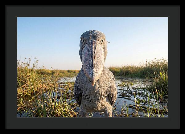 Shoebills Intense Stare