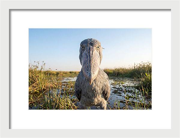 Shoebills Intense Stare