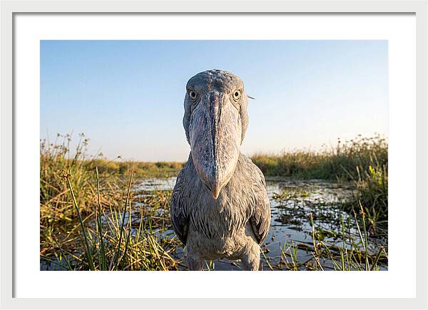 Shoebills Intense Stare