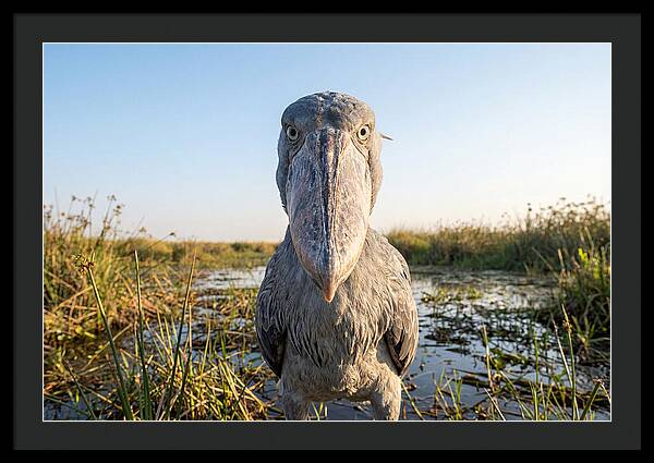Shoebills Intense Stare